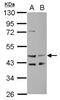 Glia-derived nexin antibody, NBP2-20315, Novus Biologicals, Western Blot image 