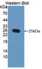 Protein Tyrosine Phosphatase 4A3 antibody, LS-C373167, Lifespan Biosciences, Western Blot image 