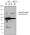 Lysine Demethylase 3A antibody, AF6746, R&D Systems, Western Blot image 