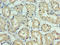 DCN1-like protein 1 antibody, LS-C371742, Lifespan Biosciences, Immunohistochemistry paraffin image 