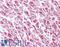 HMP antibody, LS-B248, Lifespan Biosciences, Immunohistochemistry frozen image 