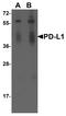 PD-L1 antibody, TA355069, Origene, Western Blot image 