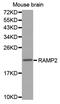Receptor activity-modifying protein 2 antibody, PA5-76691, Invitrogen Antibodies, Western Blot image 