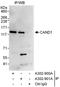 Cullin Associated And Neddylation Dissociated 1 antibody, A302-900A, Bethyl Labs, Immunoprecipitation image 