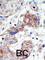 EPH Receptor B3 antibody, abx033535, Abbexa, Western Blot image 