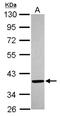 3-Ketodihydrosphingosine Reductase antibody, NBP2-14962, Novus Biologicals, Western Blot image 