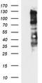 Hyaluronate receptor antibody, CF506726, Origene, Western Blot image 