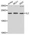 Interleukin 2 antibody, TA326824, Origene, Western Blot image 