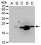 Dengue Virus prM antibody, PA5-34966, Invitrogen Antibodies, Western Blot image 