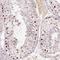 Developmental Pluripotency Associated 4 antibody, HPA035249, Atlas Antibodies, Immunohistochemistry frozen image 