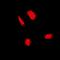 Fanconi anemia group C protein antibody, orb340783, Biorbyt, Immunofluorescence image 