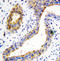 Branched Chain Amino Acid Transaminase 1 antibody, LS-C312695, Lifespan Biosciences, Immunohistochemistry frozen image 