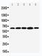 BCL2 Associated Athanogene 3 antibody, LS-C313218, Lifespan Biosciences, Western Blot image 