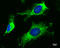 Mitochondrial fission 1 protein antibody, GTX630983, GeneTex, Immunocytochemistry image 