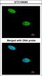 Dual Specificity Phosphatase 26 antibody, LS-C186059, Lifespan Biosciences, Immunocytochemistry image 