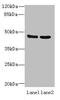 Dynactin subunit 2 antibody, orb354539, Biorbyt, Western Blot image 