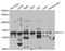 Atlastin GTPase 1 antibody, TA332595, Origene, Western Blot image 