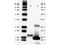 Interleukin 2 antibody, H00387, Boster Biological Technology, Western Blot image 