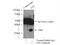 Follistatin antibody, 10474-1-AP, Proteintech Group, Immunoprecipitation image 