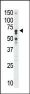 Sialic Acid Binding Ig Like Lectin 5 antibody, PA5-11675, Invitrogen Antibodies, Western Blot image 