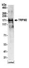 Transient Receptor Potential Cation Channel Subfamily M Member 2 antibody, A300-413A, Bethyl Labs, Western Blot image 