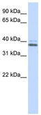 Endoplasmic reticulum-Golgi intermediate compartment protein 2 antibody, TA345208, Origene, Western Blot image 