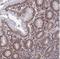Coiled-Coil Domain Containing 189 antibody, NBP2-30829, Novus Biologicals, Immunohistochemistry frozen image 