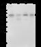 p67 antibody, 10245-MM09, Sino Biological, Western Blot image 
