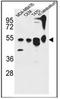 Autophagy Related 13 antibody, AP52338PU-N, Origene, Western Blot image 