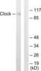 Clock Circadian Regulator antibody, LS-C118675, Lifespan Biosciences, Western Blot image 