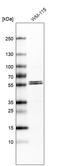FERM domain-containing protein 8 antibody, HPA005506, Atlas Antibodies, Western Blot image 