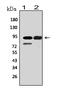 DNA replication licensing factor MCM6 antibody, PA1769, Boster Biological Technology, Western Blot image 