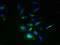Ring Finger Protein 133 antibody, LS-C371917, Lifespan Biosciences, Immunofluorescence image 