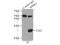 Small proline-rich protein 3 antibody, 11742-1-AP, Proteintech Group, Immunoprecipitation image 
