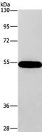 Carnosine Dipeptidase 1 antibody, PA5-50383, Invitrogen Antibodies, Western Blot image 
