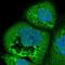 PKA regulatory subunit I beta antibody, NBP1-87451, Novus Biologicals, Immunofluorescence image 