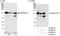 DLG Associated Protein 5 antibody, A300-853A, Bethyl Labs, Immunoprecipitation image 