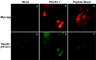 Plexin A1 antibody, PP1471, ECM Biosciences, Immunocytochemistry image 