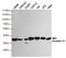 Annexin A1 antibody, MBS475176, MyBioSource, Western Blot image 