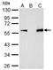 c-Myc Epitope Tag antibody, NBP2-43691, Novus Biologicals, Immunoprecipitation image 