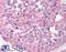 Ccn5 antibody, LS-B917, Lifespan Biosciences, Immunohistochemistry frozen image 