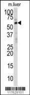 24-Dehydrocholesterol Reductase antibody, 61-540, ProSci, Western Blot image 