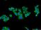 BCL2 Antagonist/Killer 1 antibody, 14673-1-AP, Proteintech Group, Immunofluorescence image 