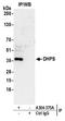 DHYS antibody, A304-375A, Bethyl Labs, Immunoprecipitation image 