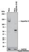 Importin-9 antibody, NB100-56499, Novus Biologicals, Western Blot image 
