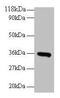 Cytochrome C1 antibody, CSB-PA01515A0Rb, Cusabio, Western Blot image 