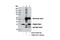 Proteasome Assembly Chaperone 1 antibody, 13378S, Cell Signaling Technology, Immunoprecipitation image 