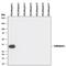 Cathepsin L antibody, MAB952, R&D Systems, Western Blot image 