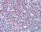 6-Phosphogluconolactonase antibody, NBP1-56387, Novus Biologicals, Immunohistochemistry frozen image 