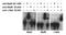 MAF BZIP Transcription Factor A antibody, A300-611A, Bethyl Labs, Electron Microscopy image 